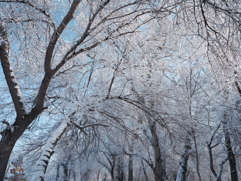 雪景