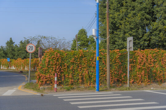 街道上的炮仗花花墙