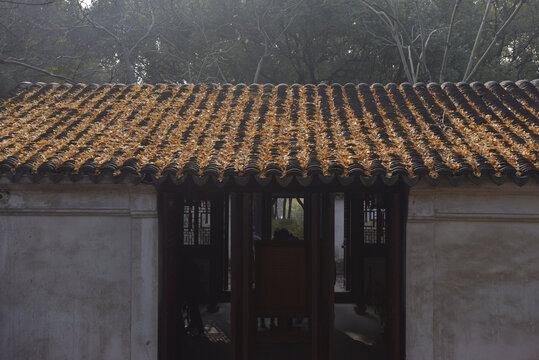古建筑屋頂上的黃色落葉