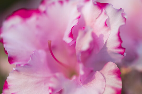 粉色花卉花蕊