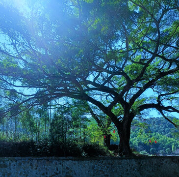 游洋利坑风景区