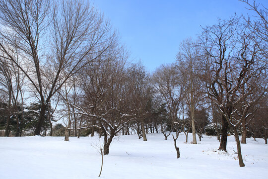 日照雪景