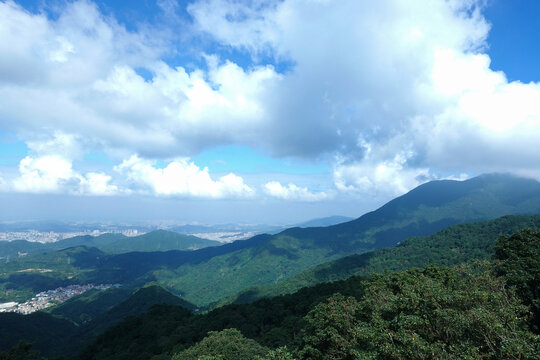 梧桐山植被