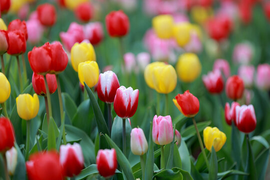 春天公园里盛开的郁金香花海