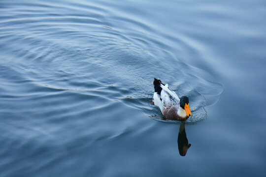 一只鸭子在蓝色的湖面上游泳