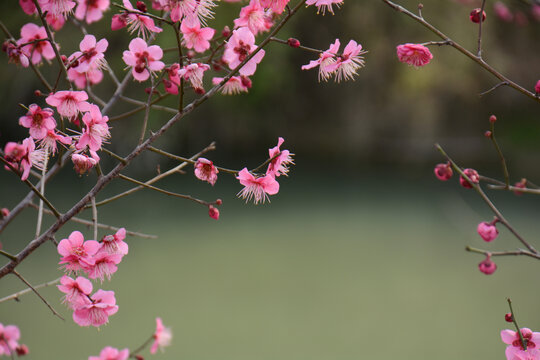 盛开的红梅花