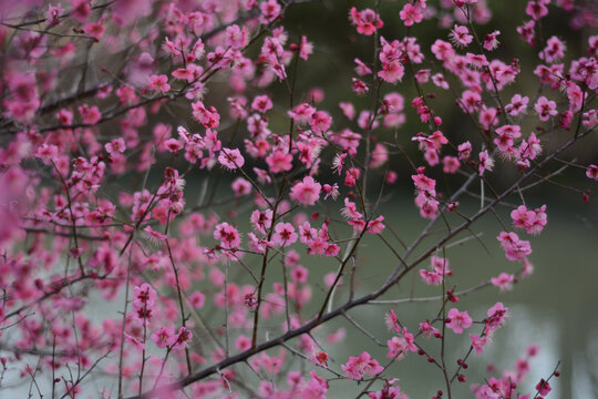 盛开的红梅花