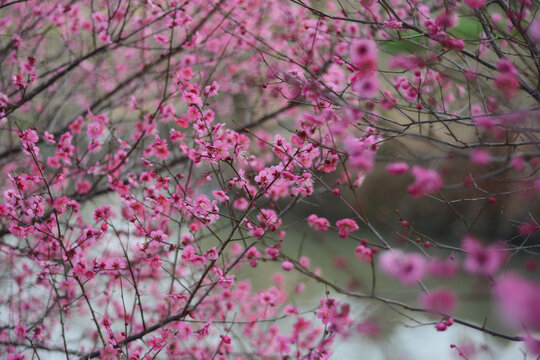 盛开的红梅花