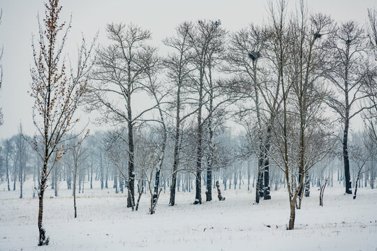 中都草原雪景