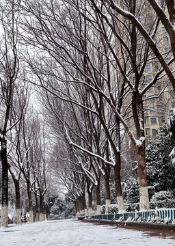 雪景树林