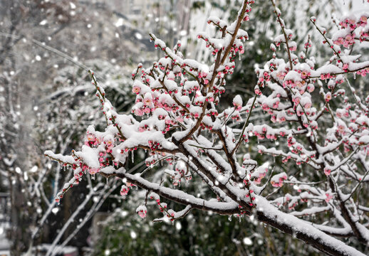 飞雪迎春