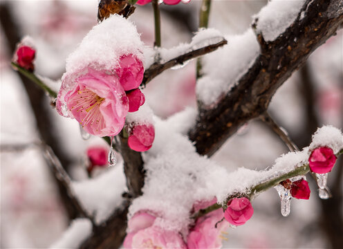 冻雨中的冰红梅花