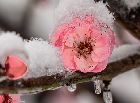 冰雪红梅