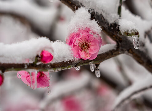 冰雪红梅