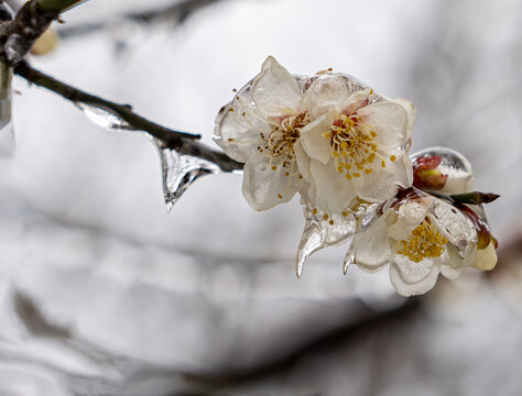 冻雨中的梅花