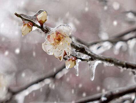 冻雨中的梅花