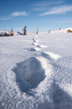 雪地上的脚印