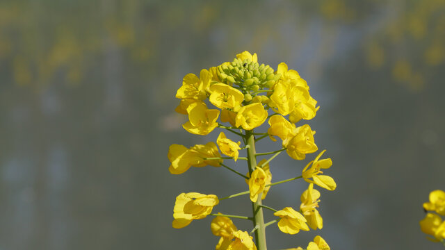 油菜花