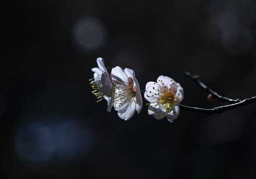 梅花