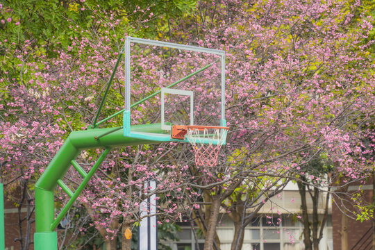 华南农业大学校园樱花