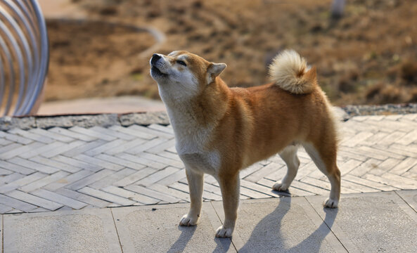 小柴犬