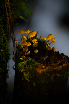 山里的野山菌