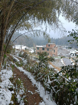 竹林下雪