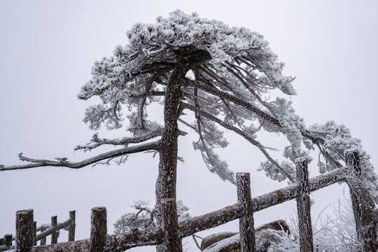 冬季雪后登山赏雾凇美景