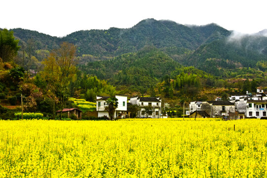 庆源油菜花