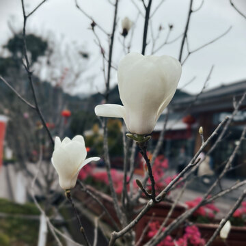 白玉兰花