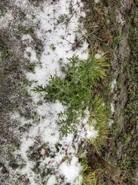 雪地里的排菜