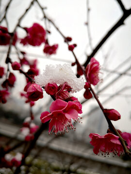 梅花积雪