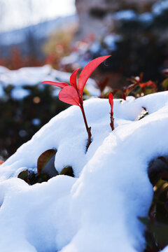 雪地红叶