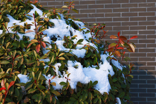 白雪冬青树