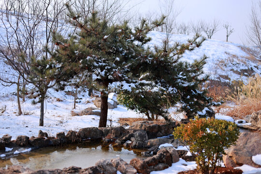 冬天雪地松树