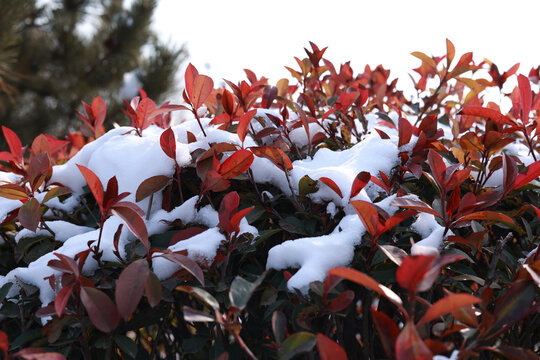 红叶石楠与白雪