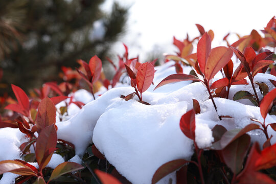 红叶石楠上积雪