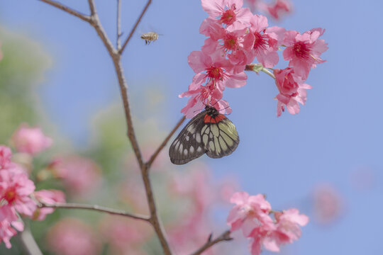 华南植物园的樱花