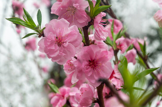 春天植物园里盛开的桃花