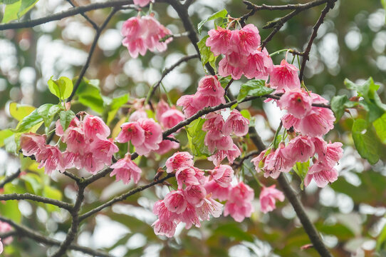 春天植物园里盛开的高盆樱桃花