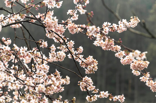 早春白色的樱花盛开在晴朗的春天