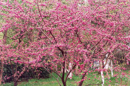 春天植物园里盛开的钟花樱桃