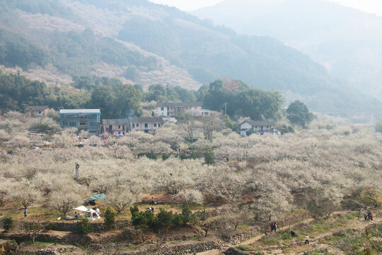 永泰梅林