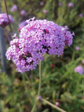 柳叶马鞭草花