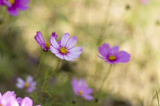 格桑花