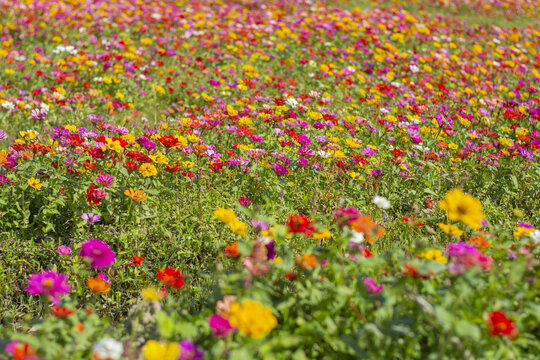 格桑花花海