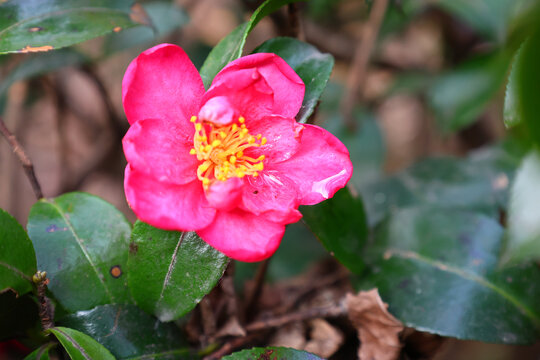 鲜花山茶花