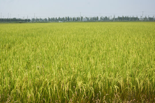 水稻种植田