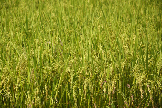 杂交稻种植