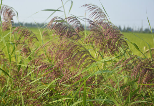 芦苇花